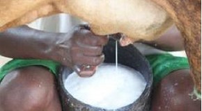 DADKII KU SUMOOBAY CAANAHA GEELA OO DARYEEL CAAFIMAAD LOO FIDIYAY