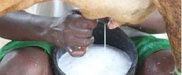 DADKII KU SUMOOBAY CAANAHA GEELA OO DARYEEL CAAFIMAAD LOO FIDIYAY